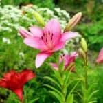 Farbenprächtige Blumen als Symbol für die vielfältigen Blumenfeste und Gartenveranstaltungen in Österreich.