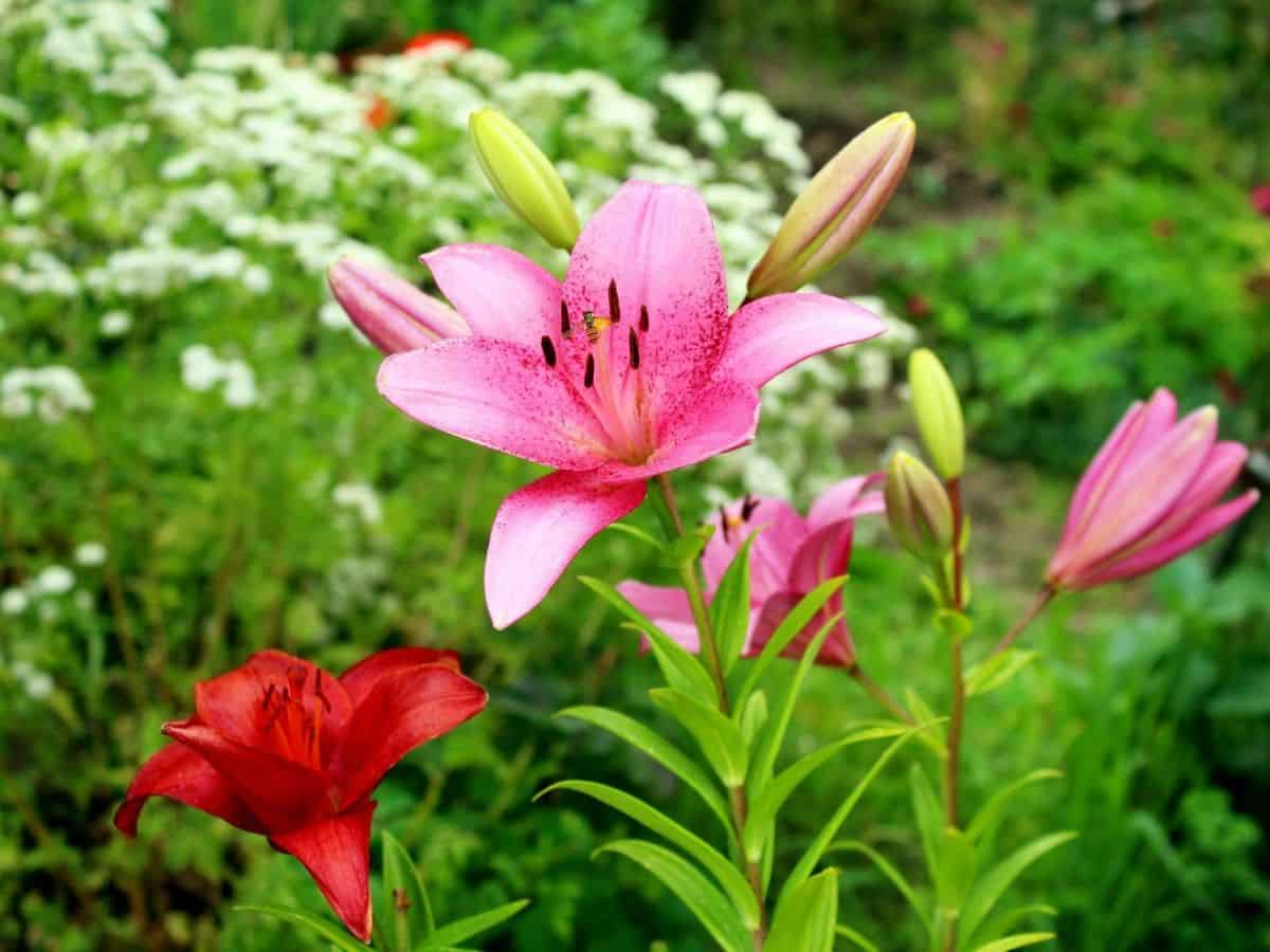 Farbenprächtige Blumen als Symbol für die vielfältigen Blumenfeste und Gartenveranstaltungen in Österreich.