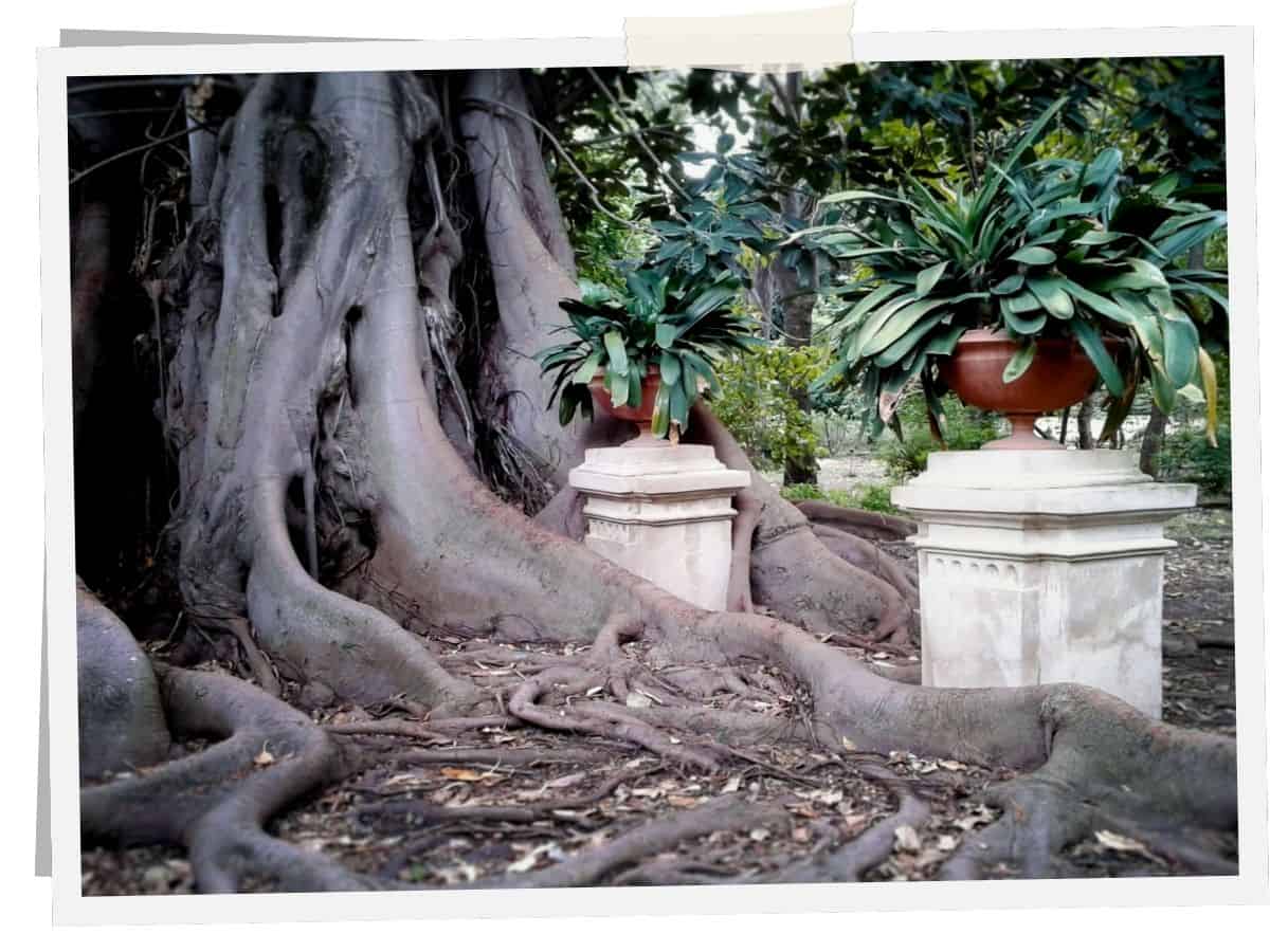 Luftwurzeln des berühmten Ficus magnolioides im Botanischen Garten von Palermo