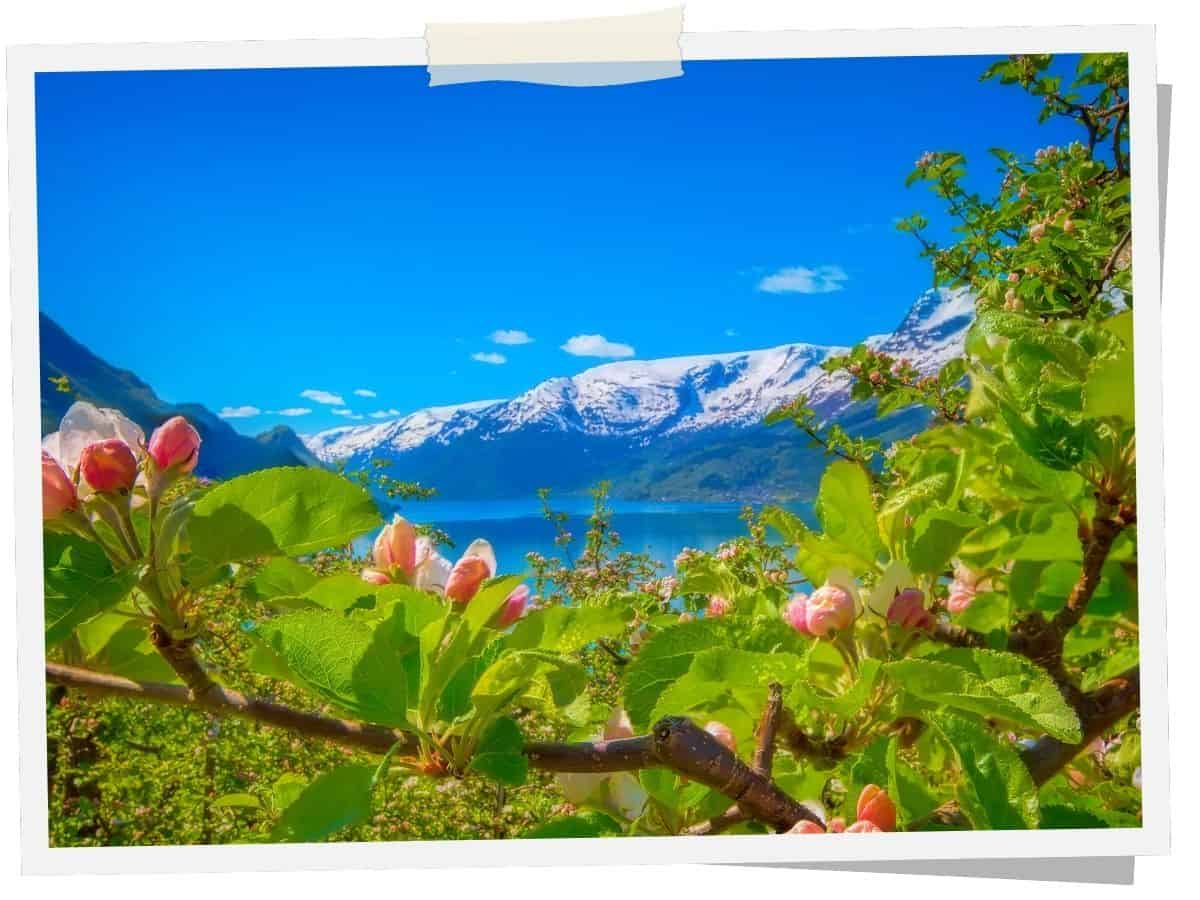 Blühende Obstbäume am Hardangerfjord vor schneebedeckten Bergen in Norwegen